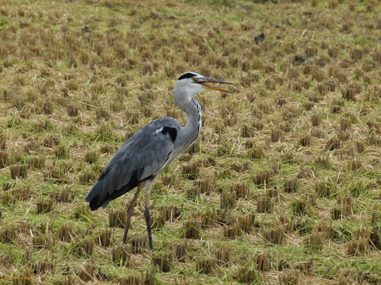 D Kyûshû 035 Yanagawa héron dans la rizière