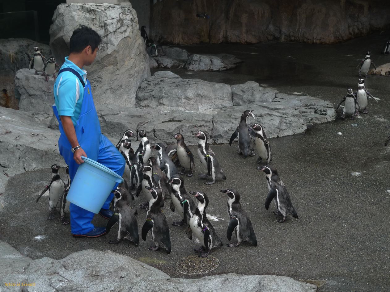 D Kyûshû 146 Nagasaki aquarium et ses pingouins 