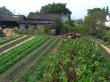 D Kyûshû 071 Aso jardin d'une ferme