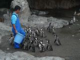 D Kyûshû 146 Nagasaki aquarium et ses pingouins 
