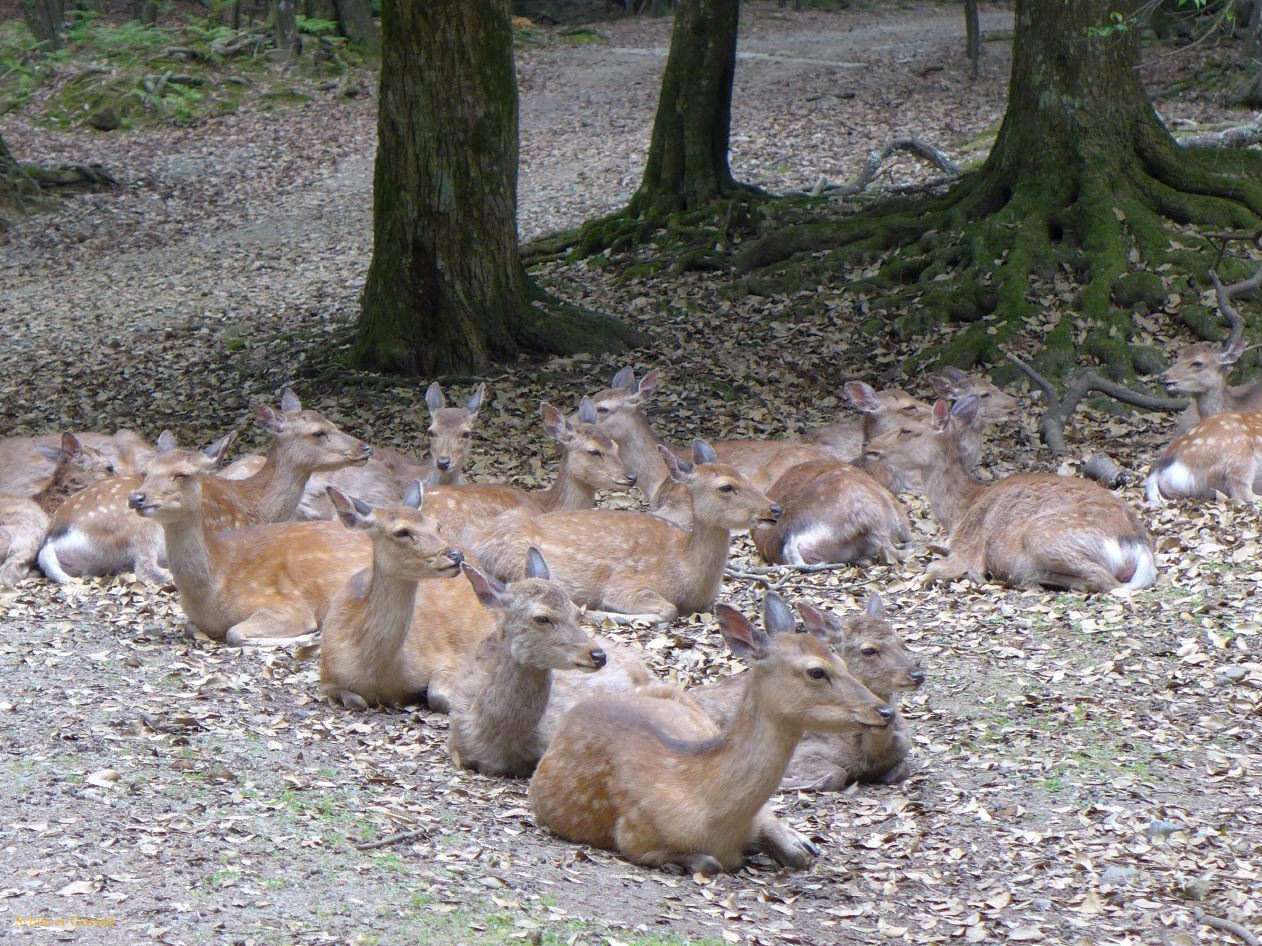 H Nara 28 Kasuga Taisha sanctuaire 