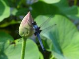 G Himeji 15 le jardin Koko En 