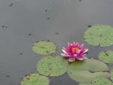 H Nara 22 Isuien garden 