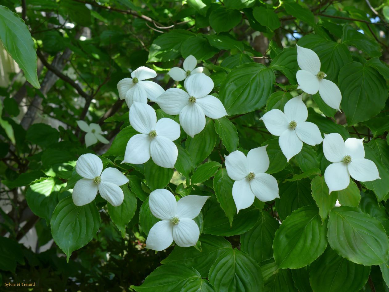 D Kushimoto fleur 