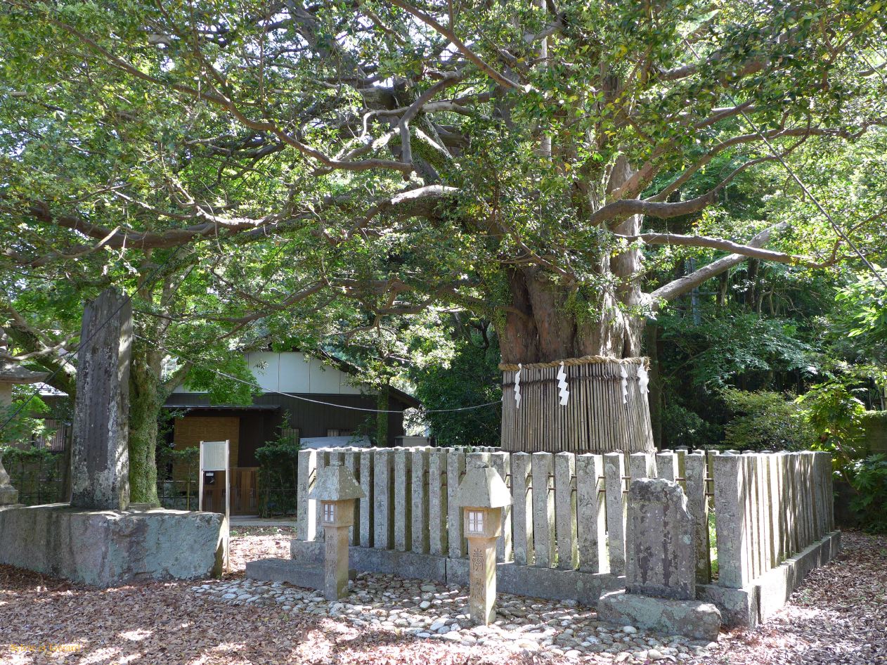 D Shingu 3 Nagi no ki vieux de 800 ans