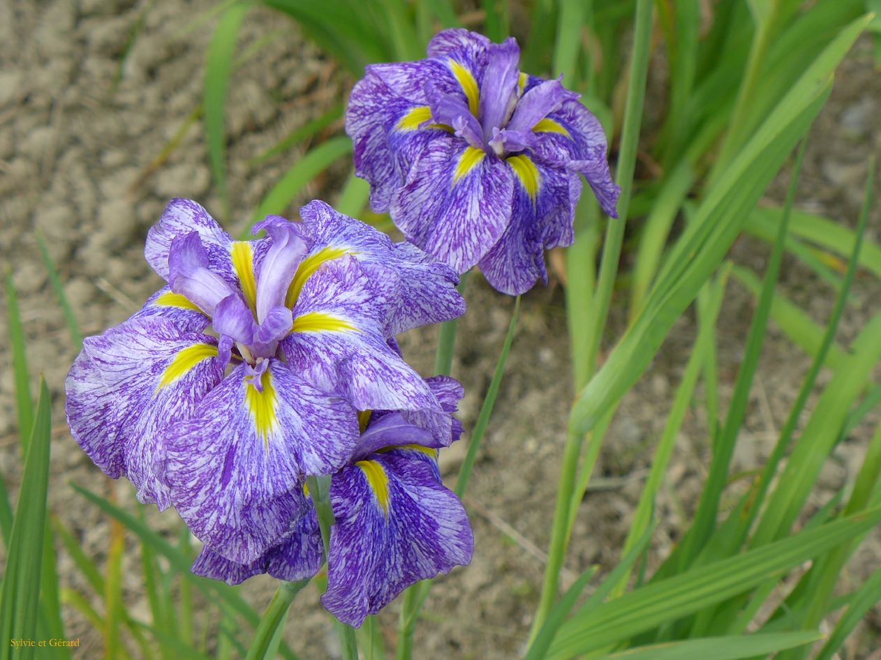 E Futaminoura le jardin d'iris 3 