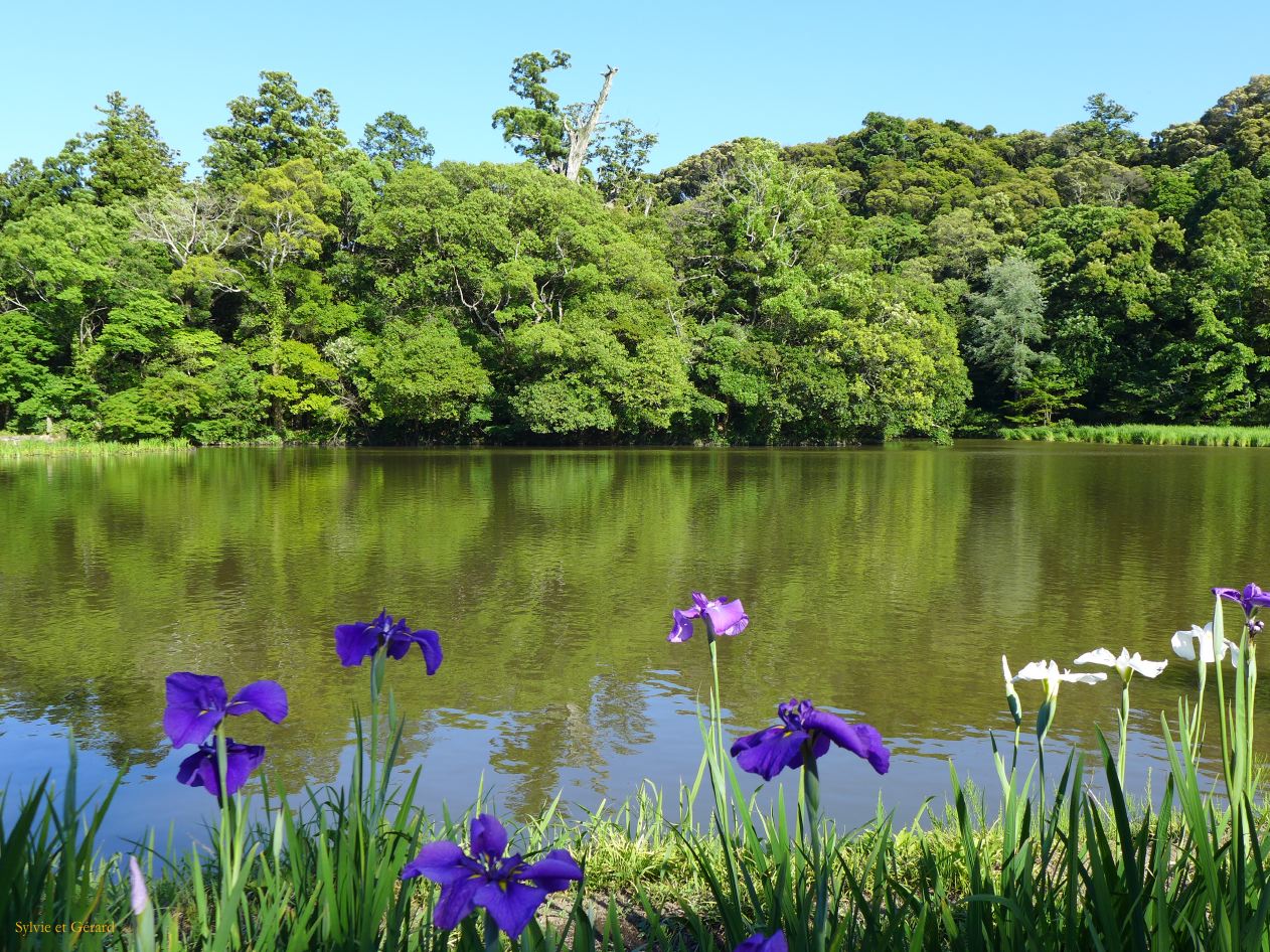 E Ise Shi  jardin aux iris 1 