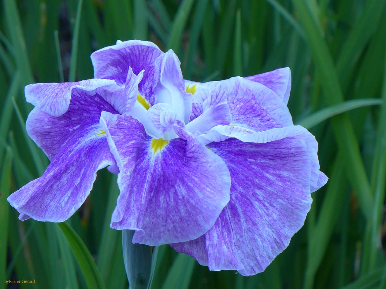 E Ise Shi  jardin aux iris 3 