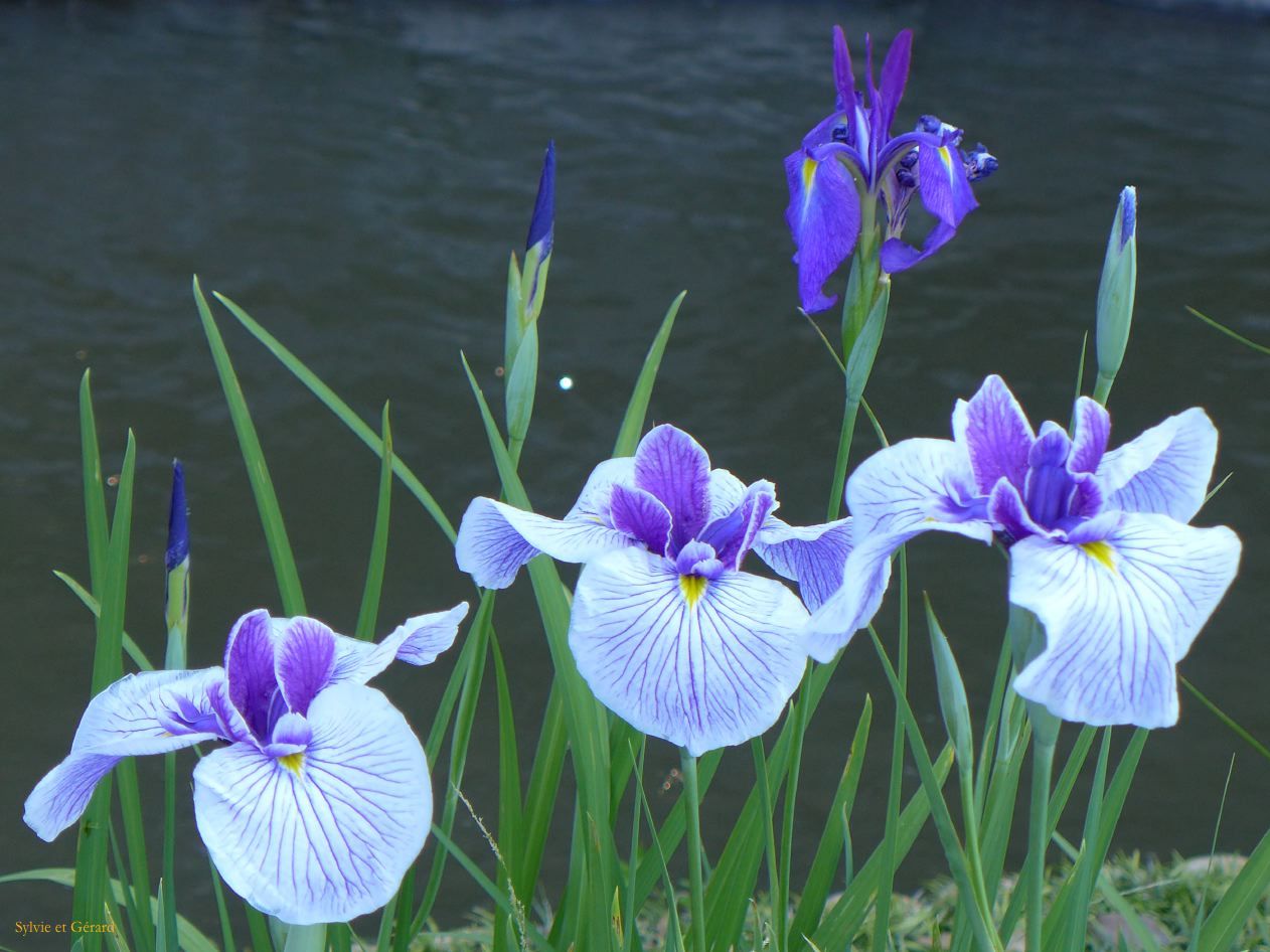 E Ise Shi  jardin aux iris 5 