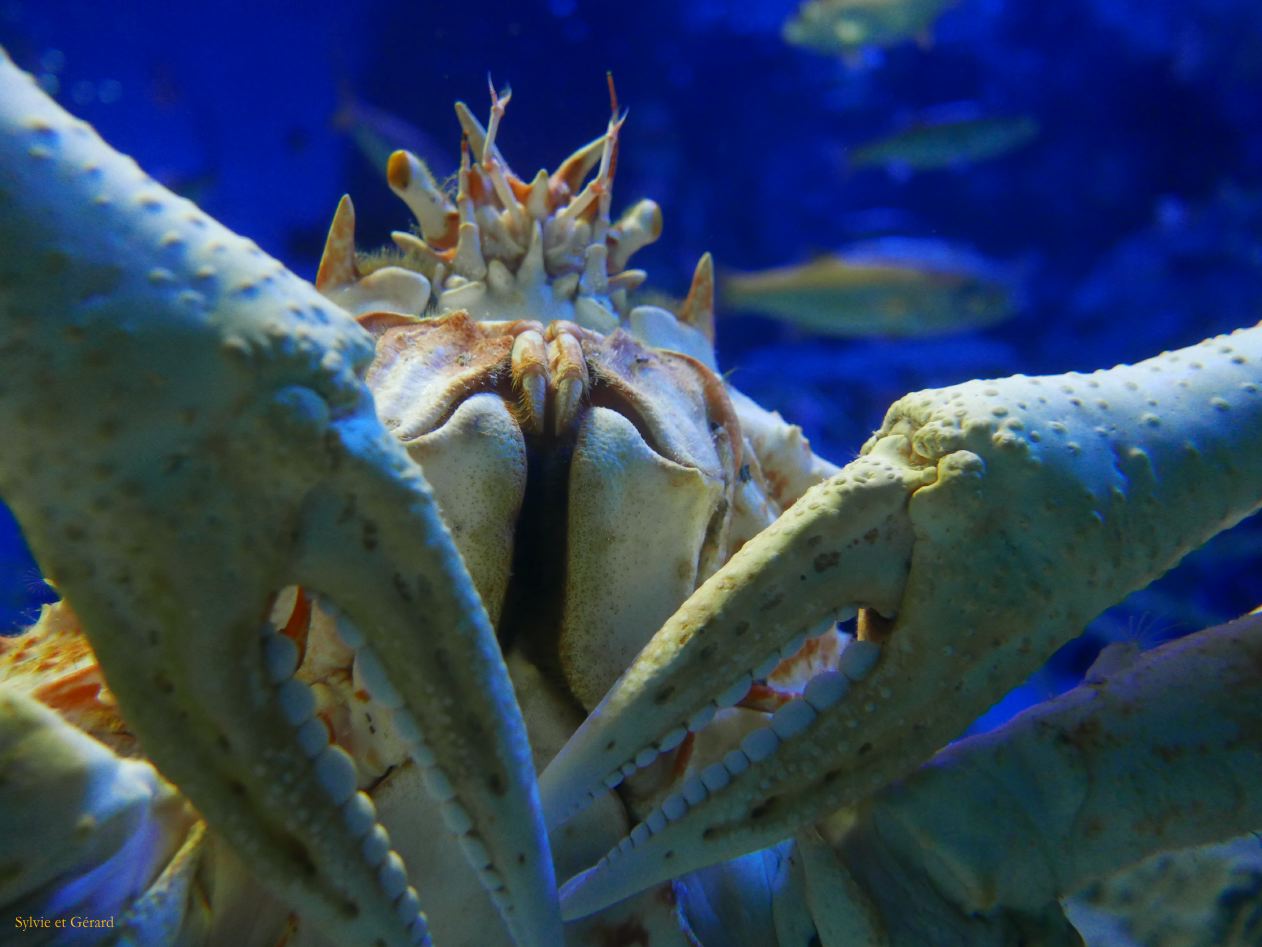 F Osaka vers l'Aquarium 5 et ça croit impressionner!