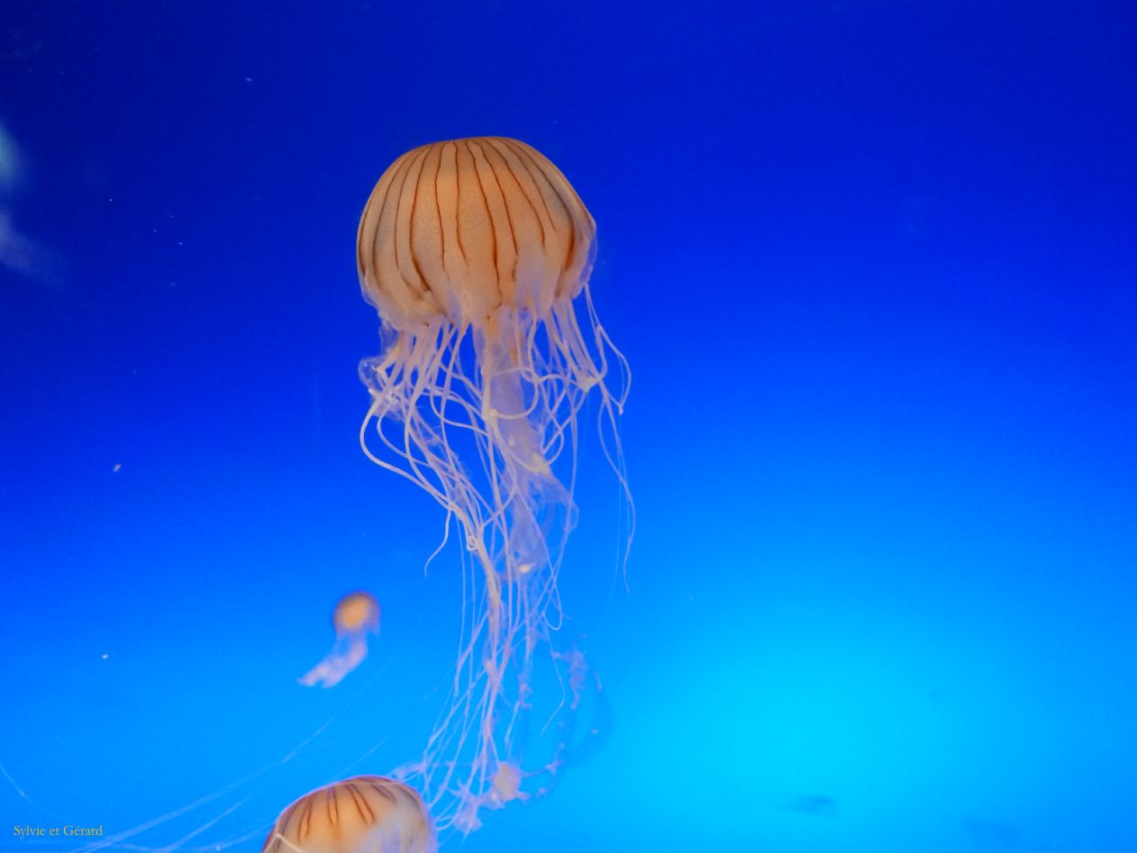 F Osaka vers l'Aquarium 6 méduse