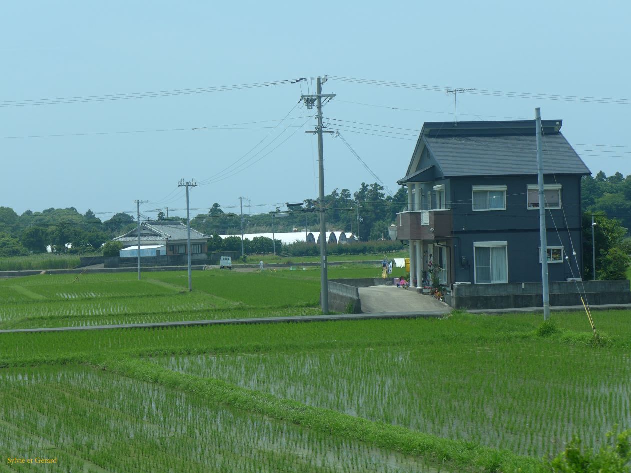 C Wakayama à Kii Tanabe en train le riz pousse