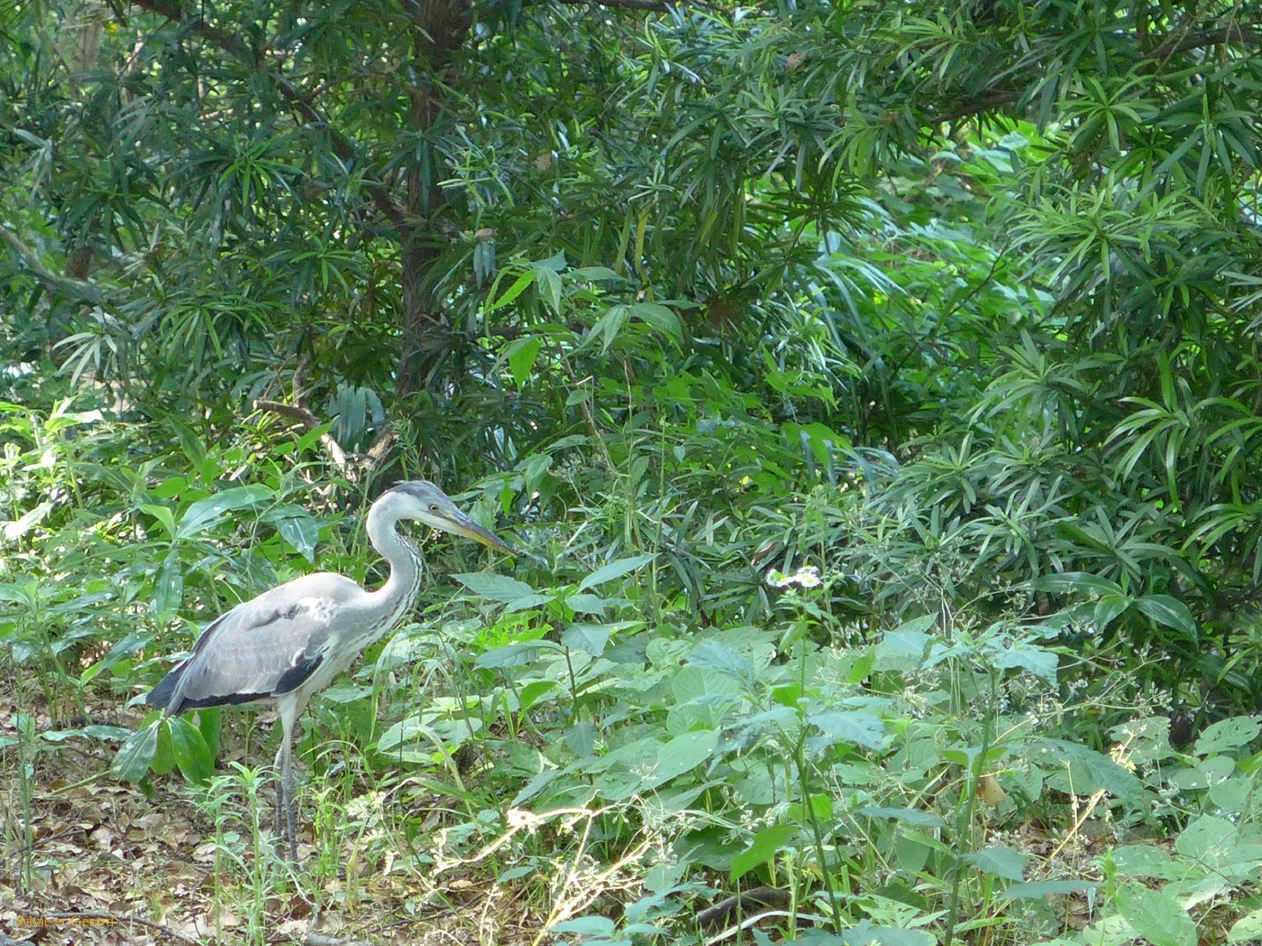 C Wakayama City le chateau 6 heron 