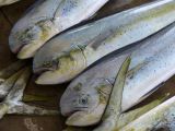 D Kii Katsuuara 5 criéé aux thons 