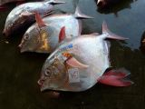 D Kii Katsuuara 17 criéé aux thons