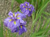 E Futaminoura le jardin d'iris 3 