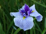 E Ise Shi  jardin aux iris 6 
