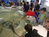 F Osaka vers l'Aquarium 3 les raies