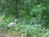 C Wakayama City le chateau 6 heron 