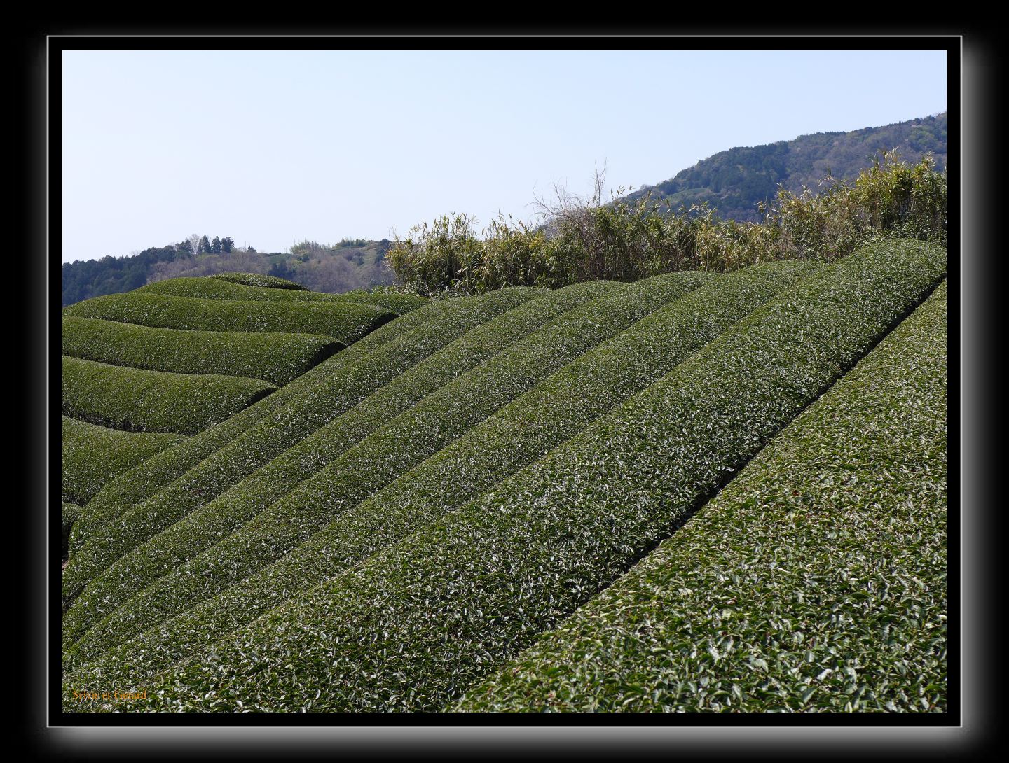 132 Wazuka  les plantations de thé 