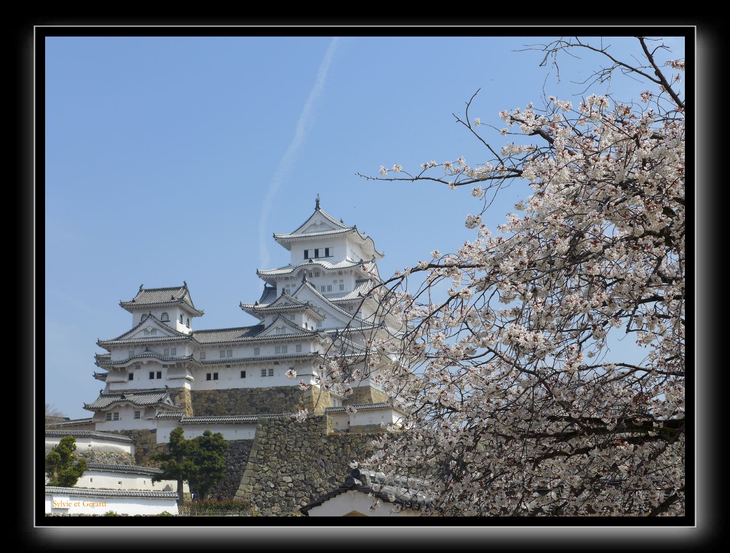 147 Himeji le seul cerisier en pleine floraison