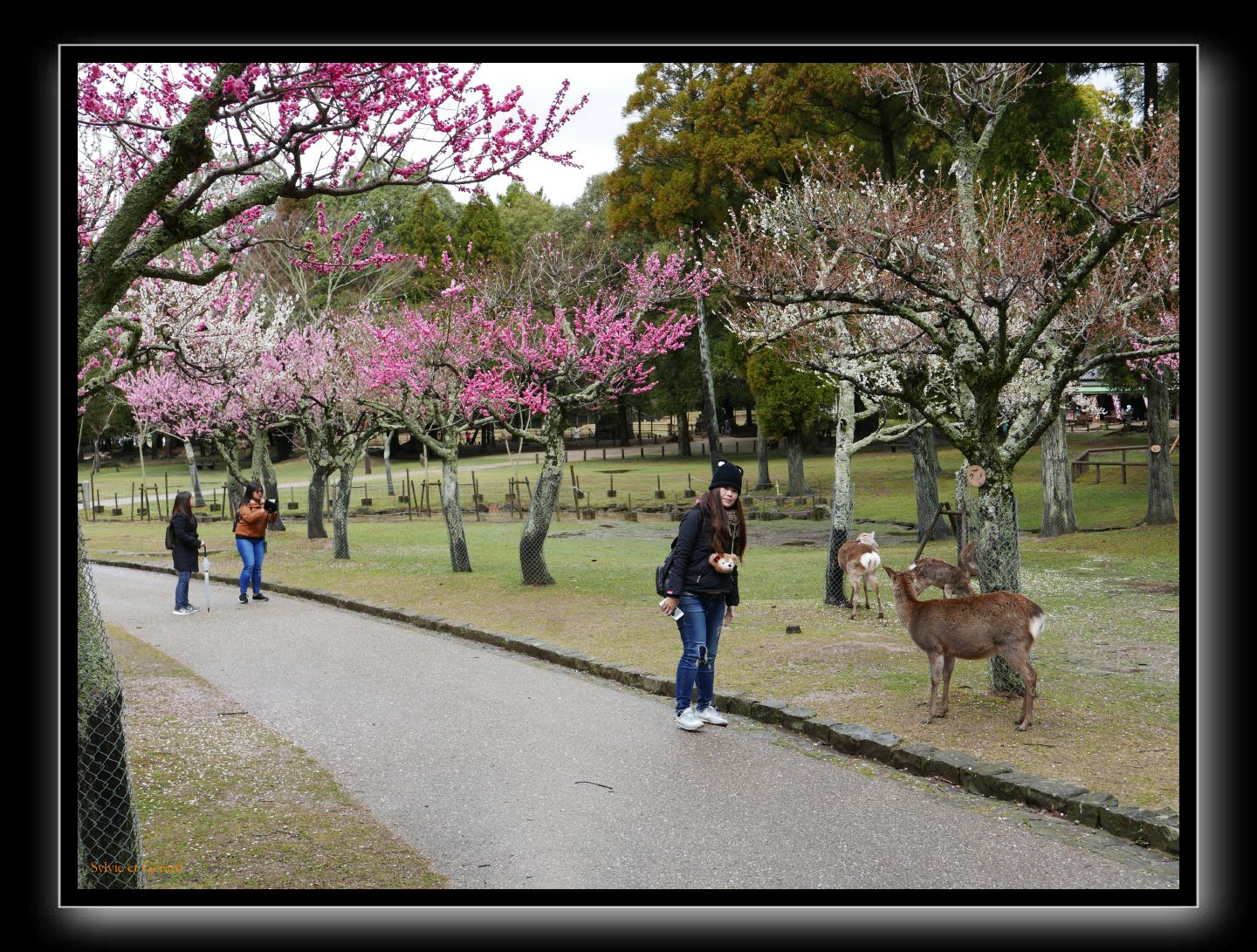 195 Nara dans le parc  les cerisisers