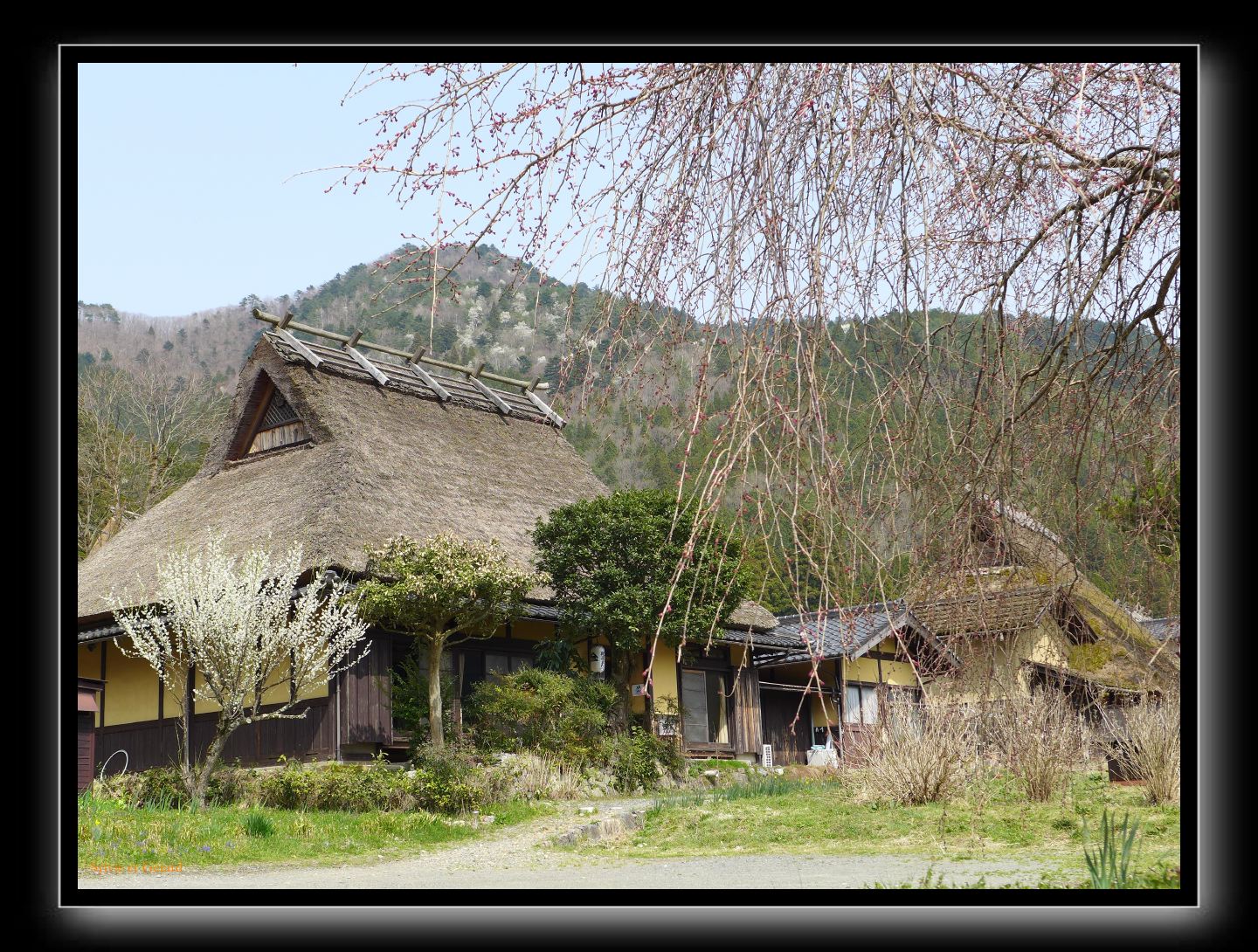 088 Miyama 