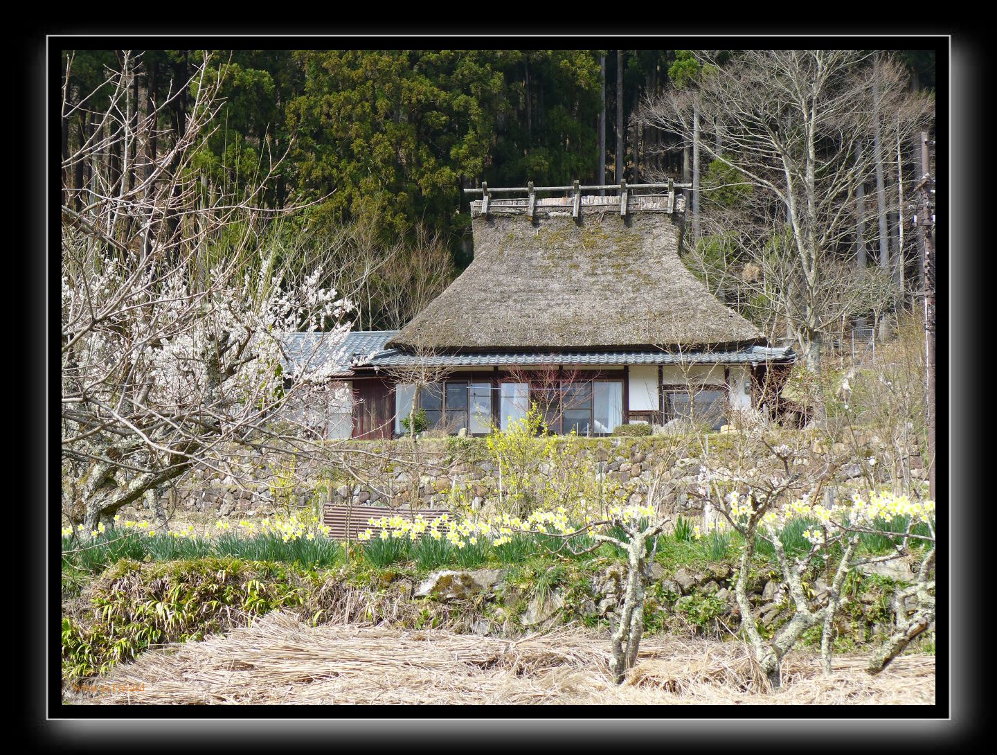 090 Miyama 