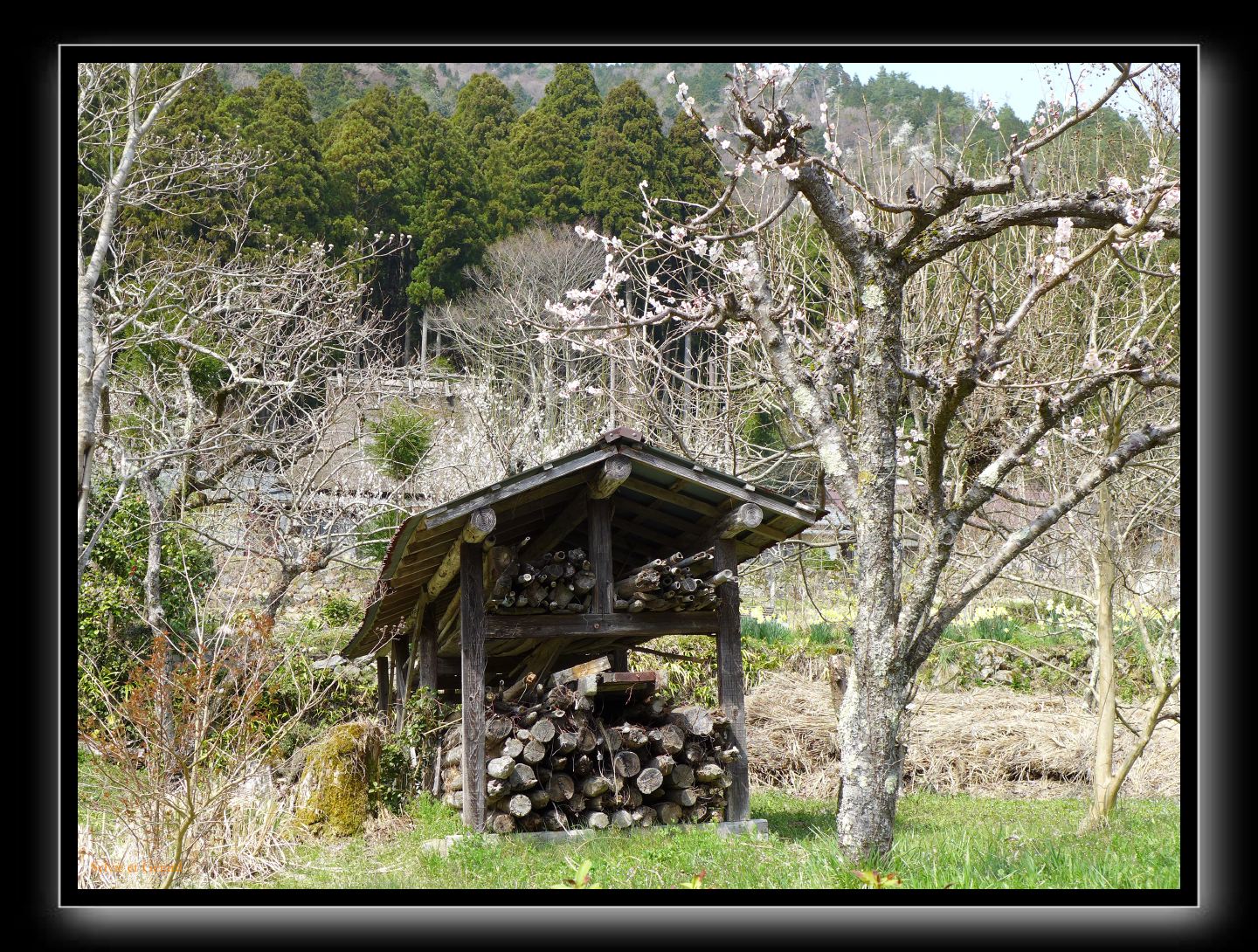 091 Miyama 