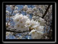 000 Sakura dans le Kansai