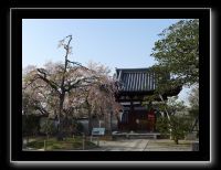 102 Uji  Byodo-in 