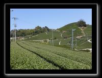 133 Wazuka  les plantations de thé avec les ventilateurs d'air 
