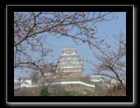 144 Himeji  fleurs de cerisiers en boutons