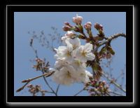 145 Himeji fleurs et boutons