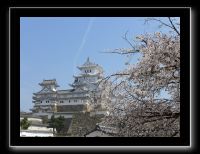 147 Himeji le seul cerisier en pleine floraison