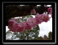 193 Nara dans le parc les cerisiers