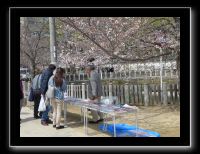 060 Osaka Shitenno-ji les étals sous les cerisiers