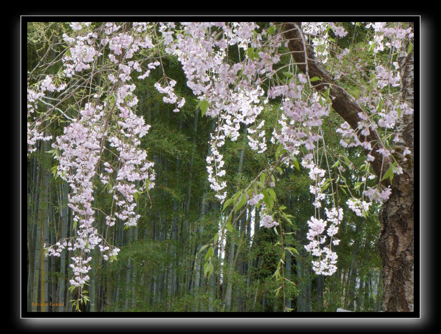 115 Kyoto Enko-ji 