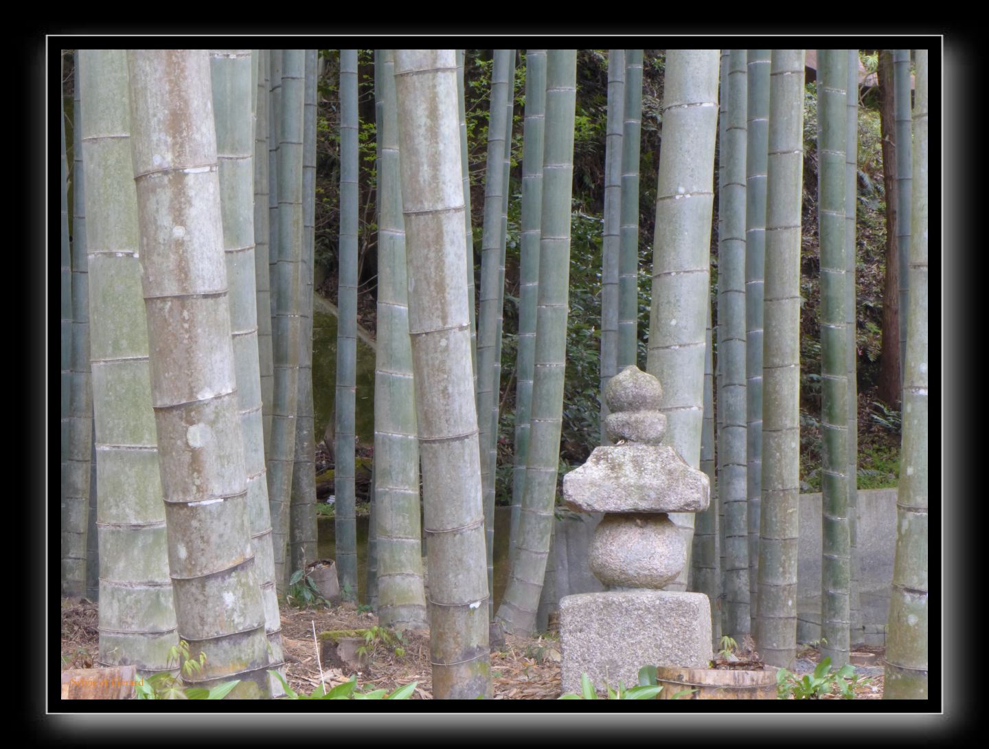 117 Kyoto Enko-ji 