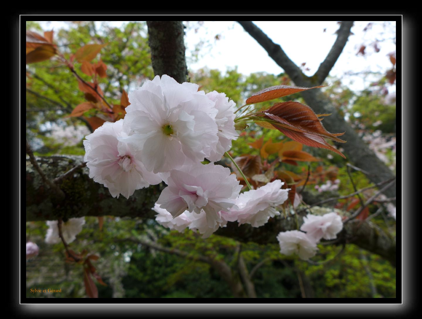 135 Kyoto Heian Jingu 