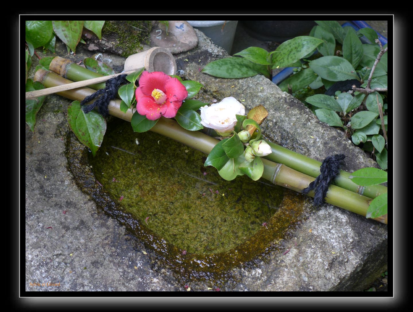149 Kyoto Jardin Taizo-in Myoshin-ji 