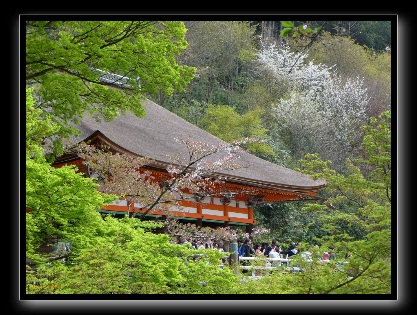 172 Kyoto Kiyomizudera 
