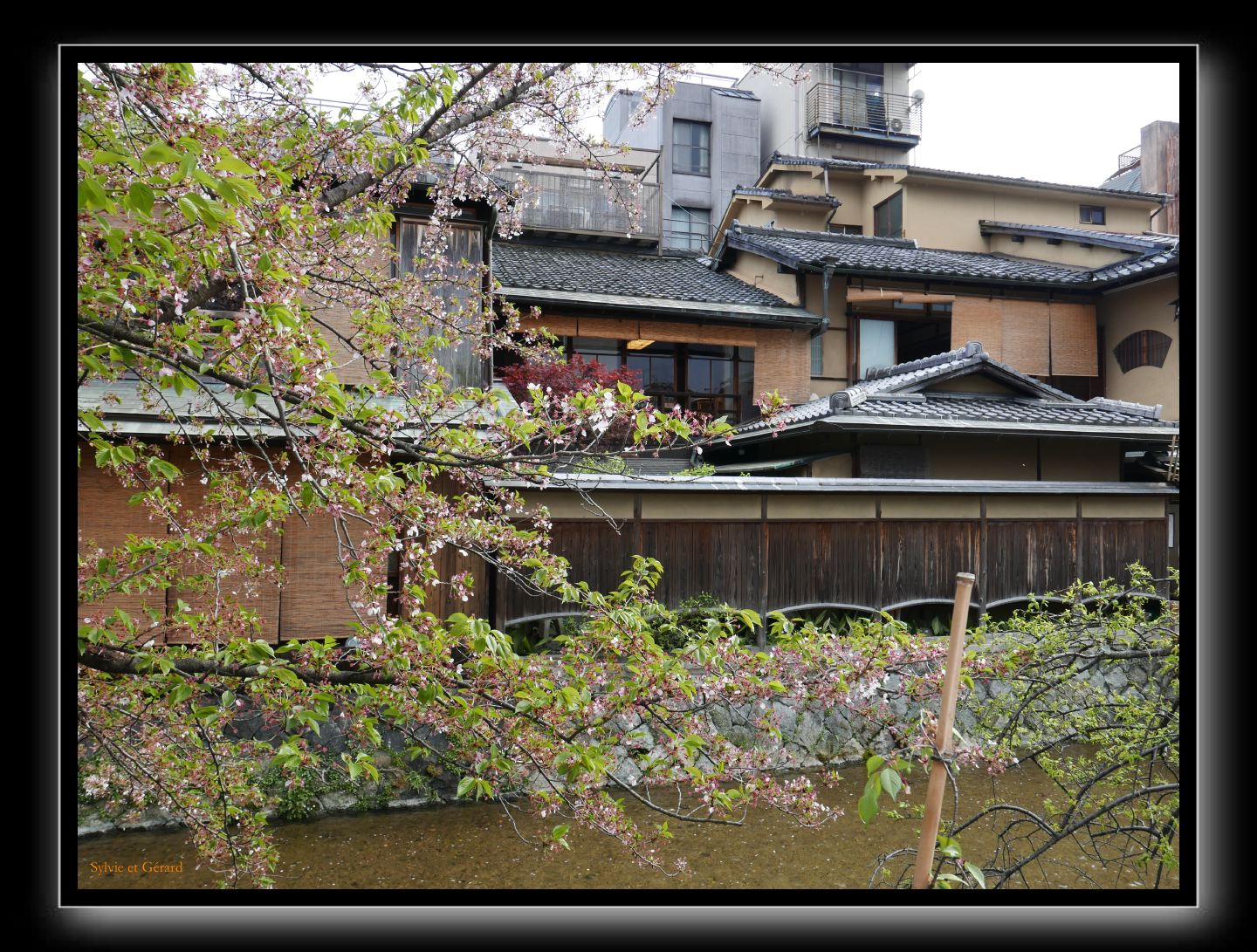 243 Kyoto Shrirakawa Minami Dori 