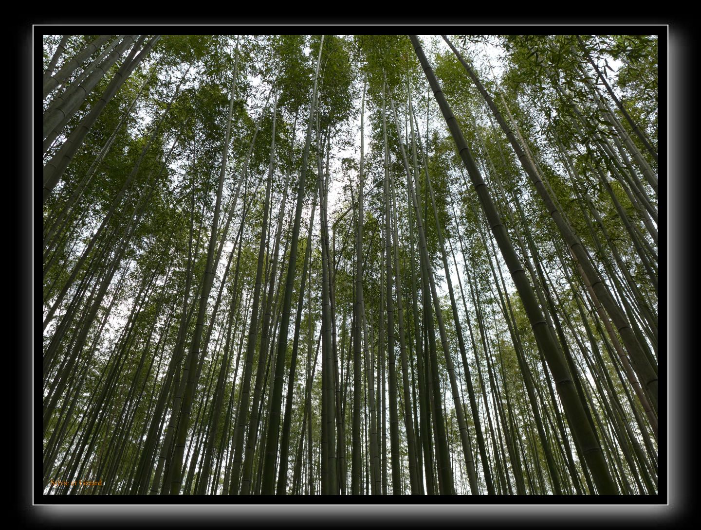042 Kyoto Arashiyama le forêt de bambous