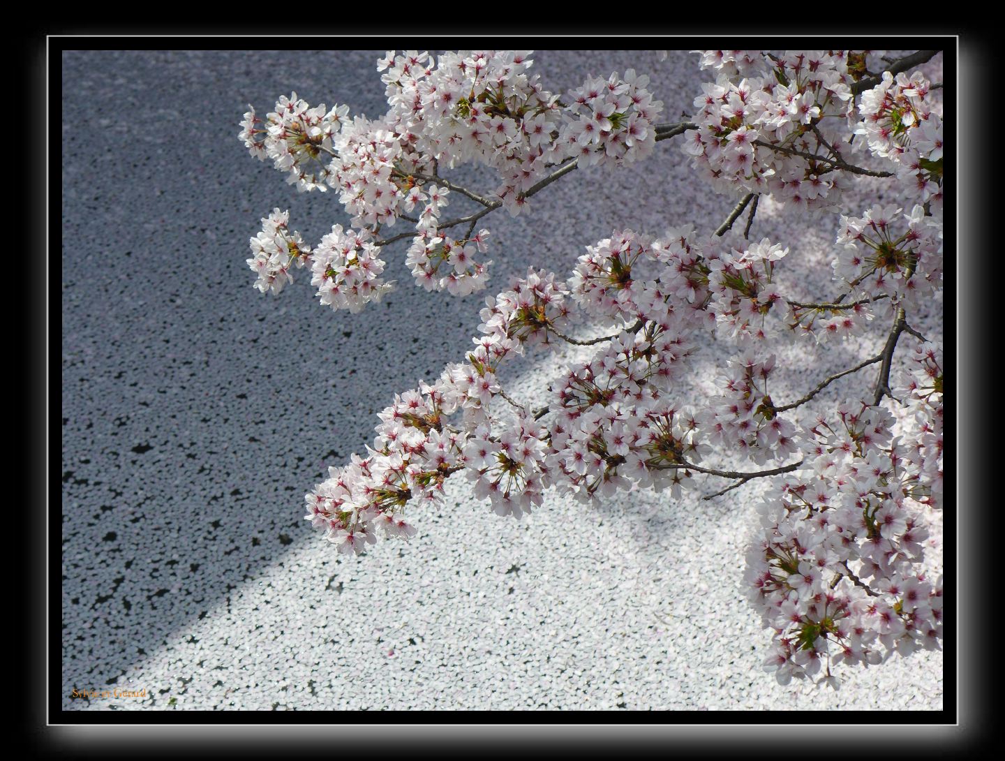 048 Kyoto chemin de la philosophie 