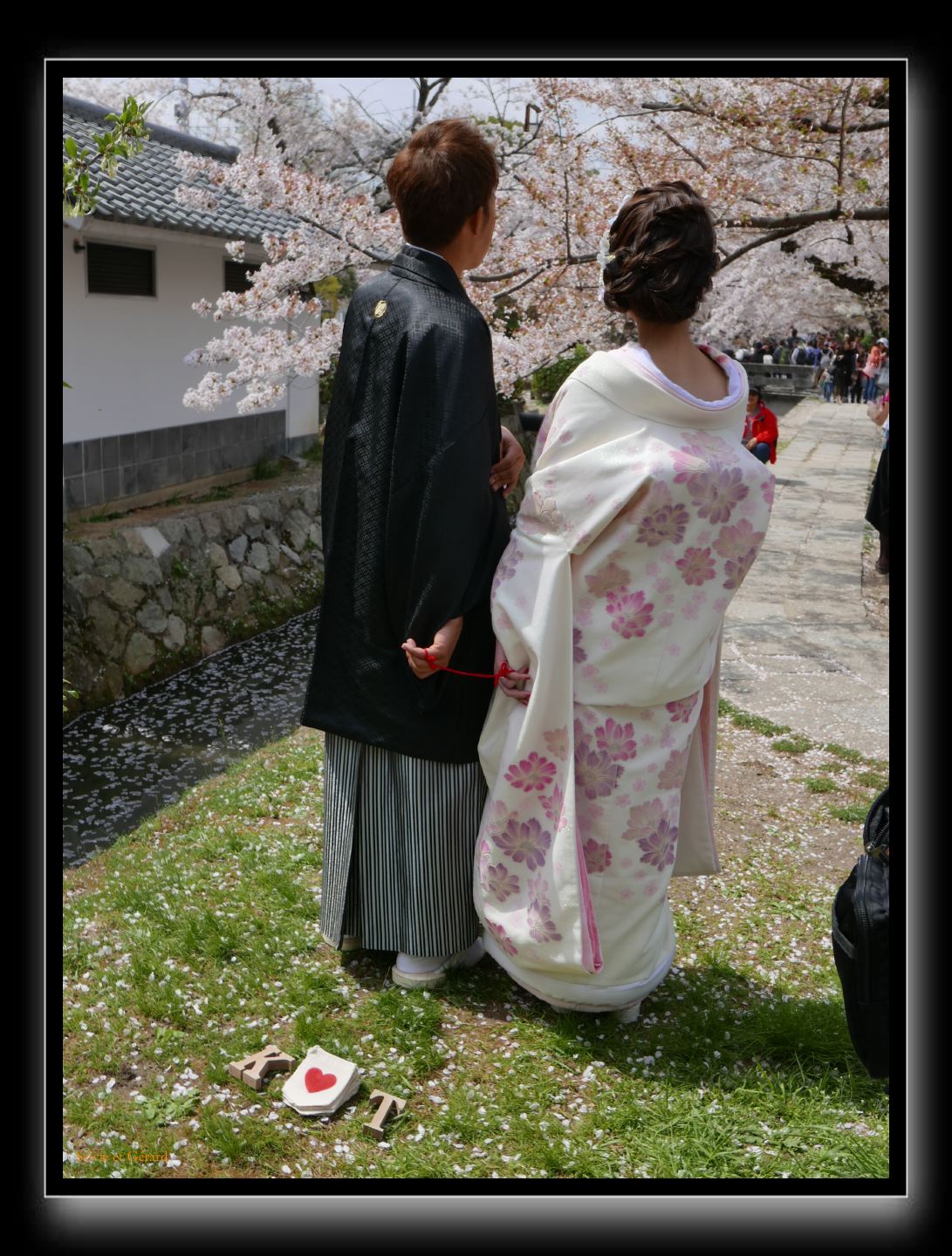 055 Kyoto chemin de la philosophie  ensemble pour le meilleur... mais sous le cerisier