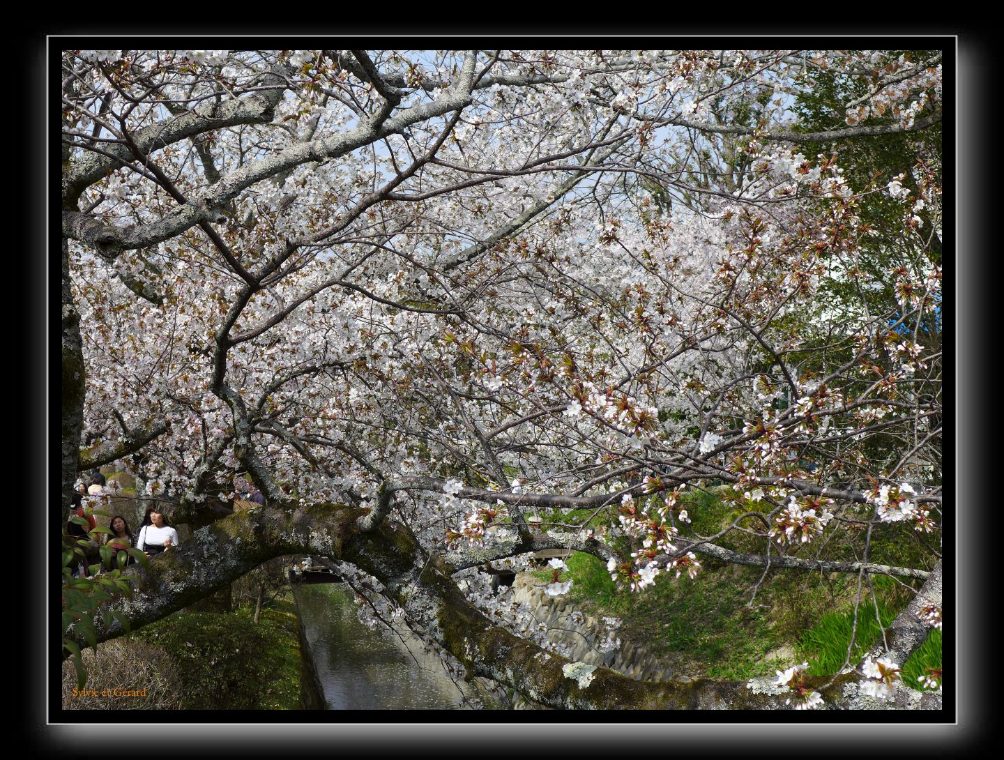 056 Kyoto chemin de la philosophie  