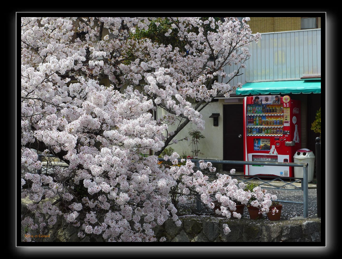 076 Kyoto chemin de la philosophie dans le quartier aussi les cerisiers sont en fleurs