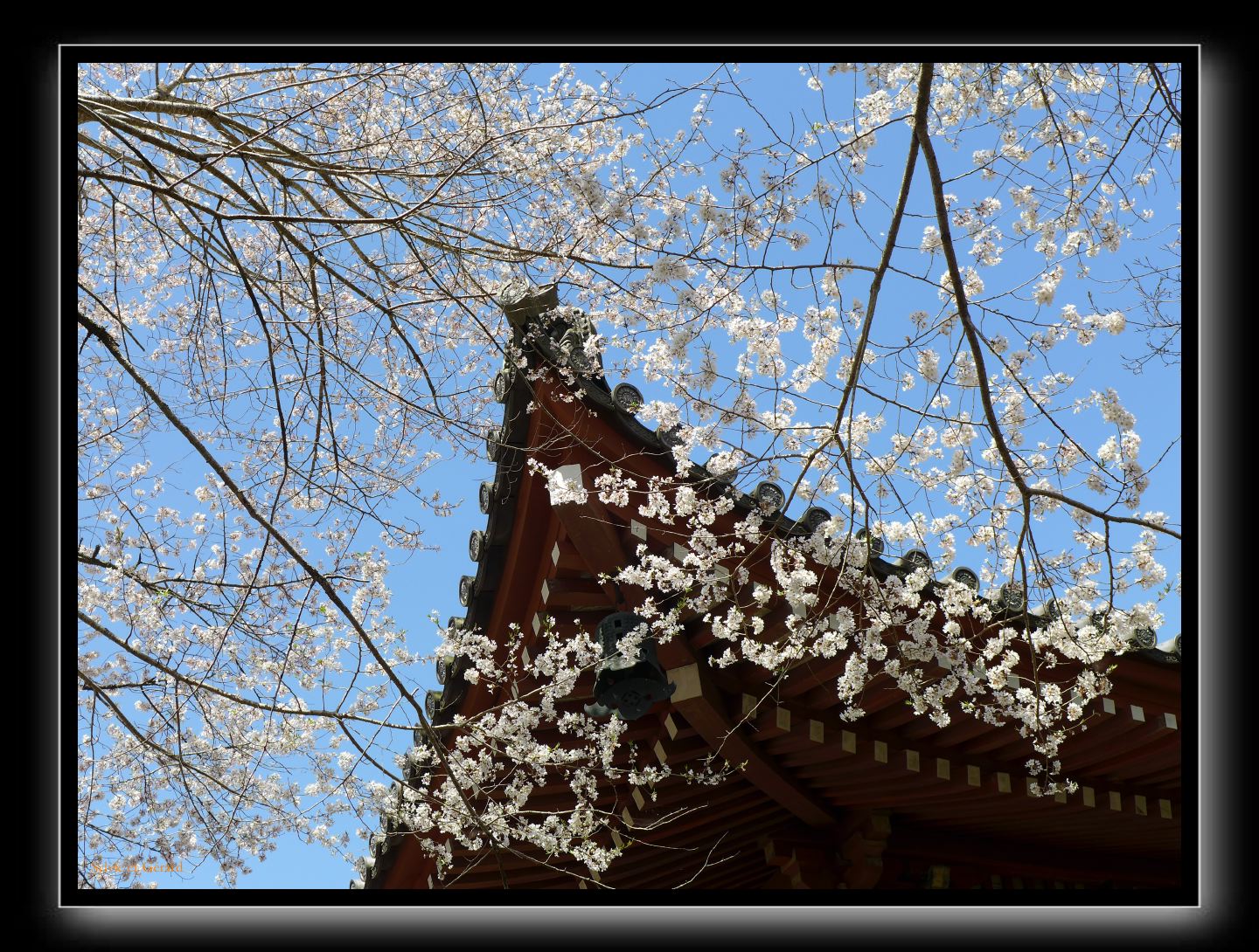 089 Kyoto Daigo-ji 