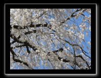 000 Sakura à Kyoto